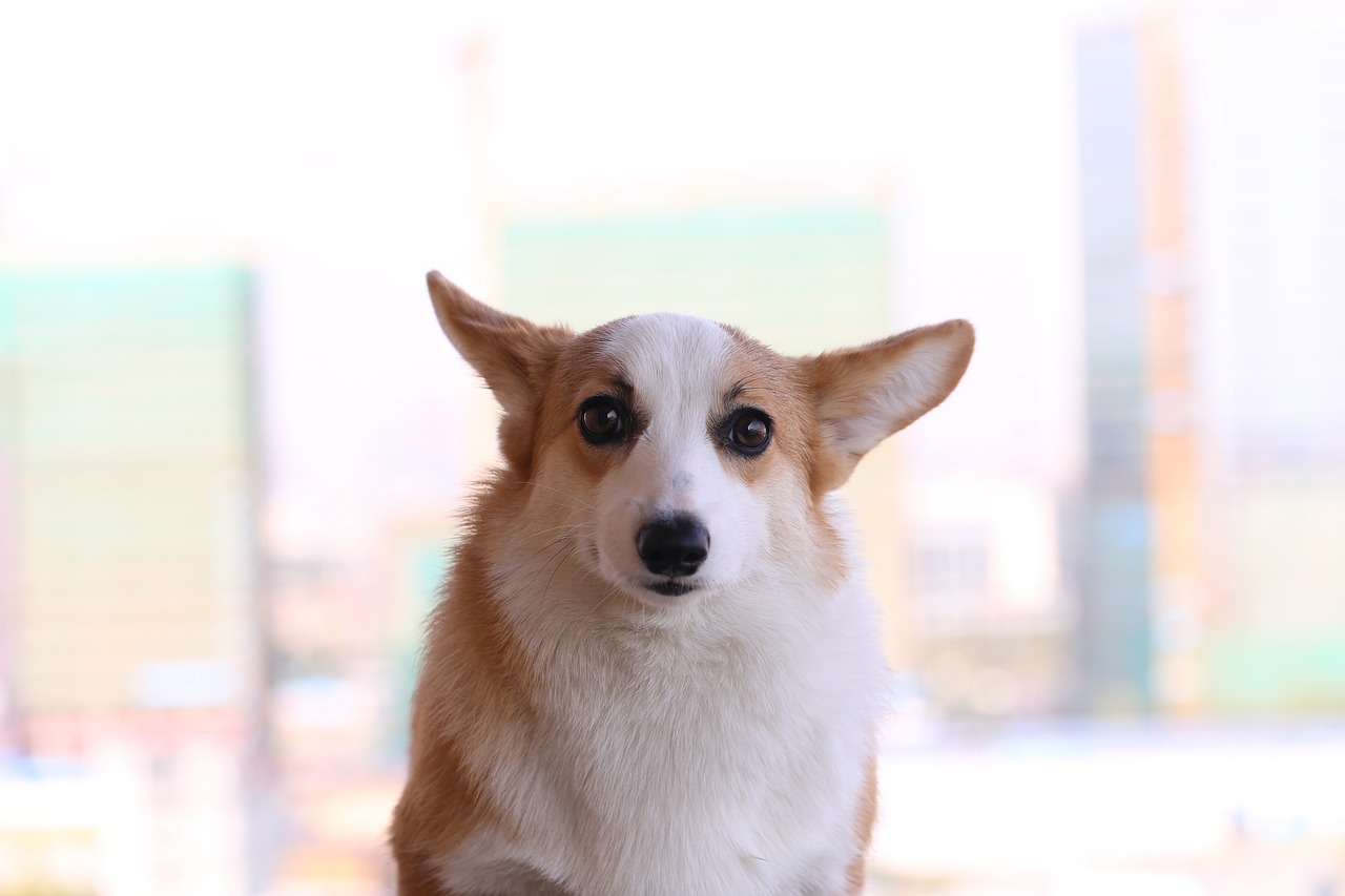 a brown and white dog sitting on top of a table, a portrait, by Bernardino Mei, shutterstock, corgi with [ angelic wings ]!!, glare face, skyline, realistic photo