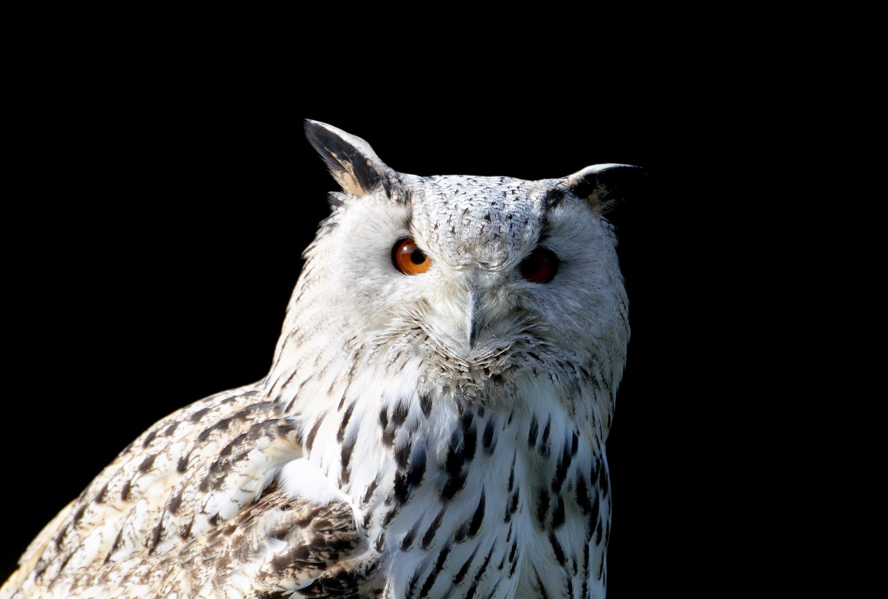 a close up of an owl with a black background, a portrait, white hairs, very sharp photo