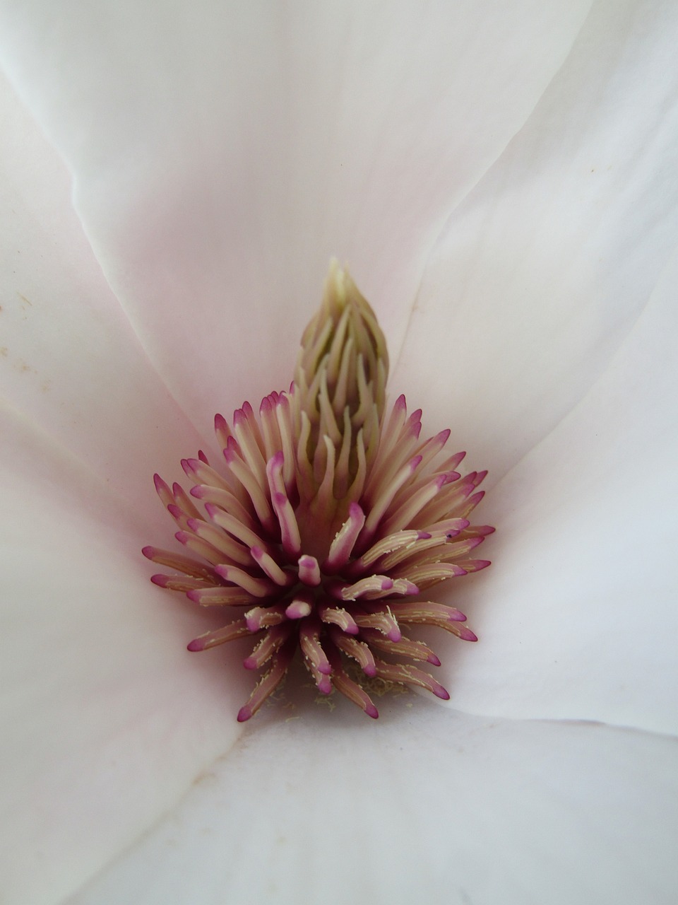 a close up of a large white flower, a macro photograph, renaissance, magnolia, clover, very sharp photo