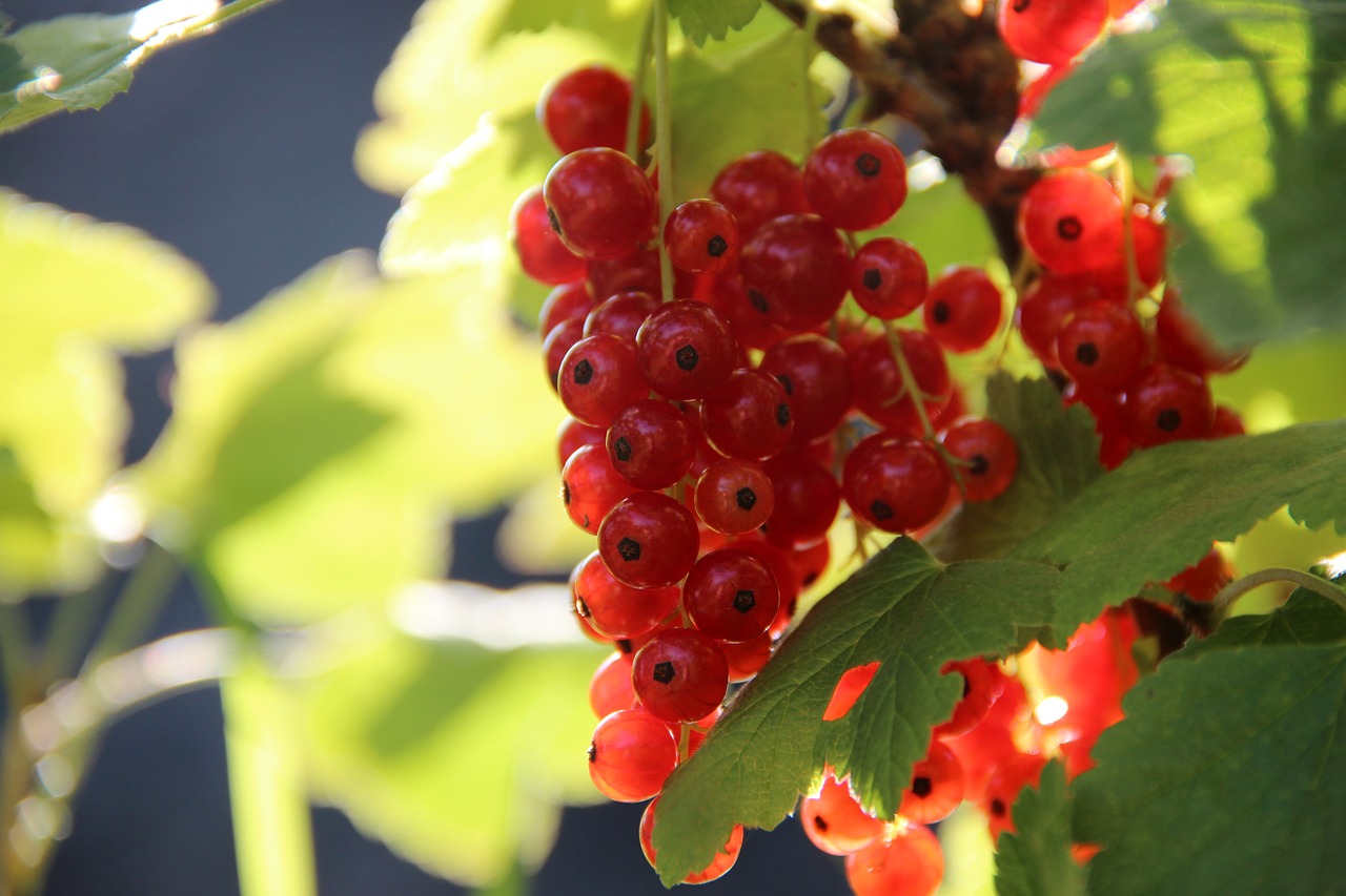 a bunch of red berries hanging from a tree, by Karl Völker, hurufiyya, sun lighting, pillar, closeup photo, fragonard