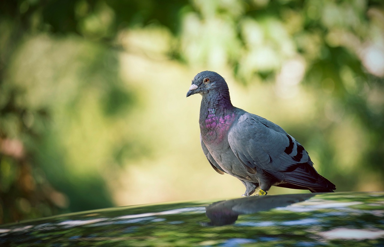 a pigeon sitting on the hood of a car, a picture, by Jan Rustem, shutterstock, purple. smooth shank, sitting in a reflective pool, beautiful natural backlight, on a pedestal