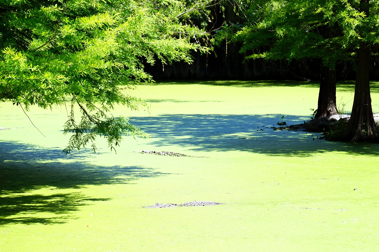a pond filled with lots of green water next to trees, a photo, inspired by Ethel Schwabacher, land art, anthropomorphic alligator, louisiana, closeup!!!!!!, taken with a pentax k1000