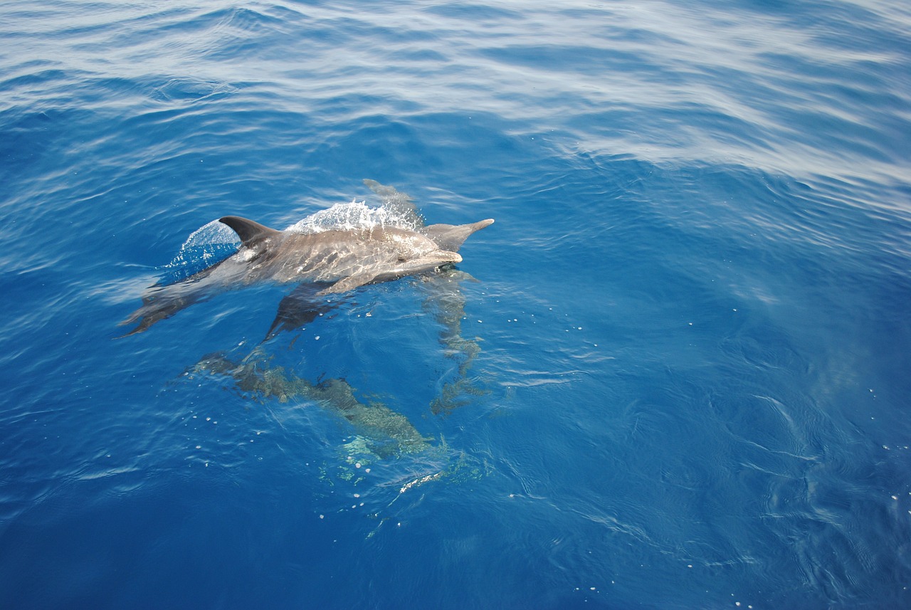 a dolphin that is swimming in the water, flickr, hurufiyya, gulf of naples, stained”, watch photo