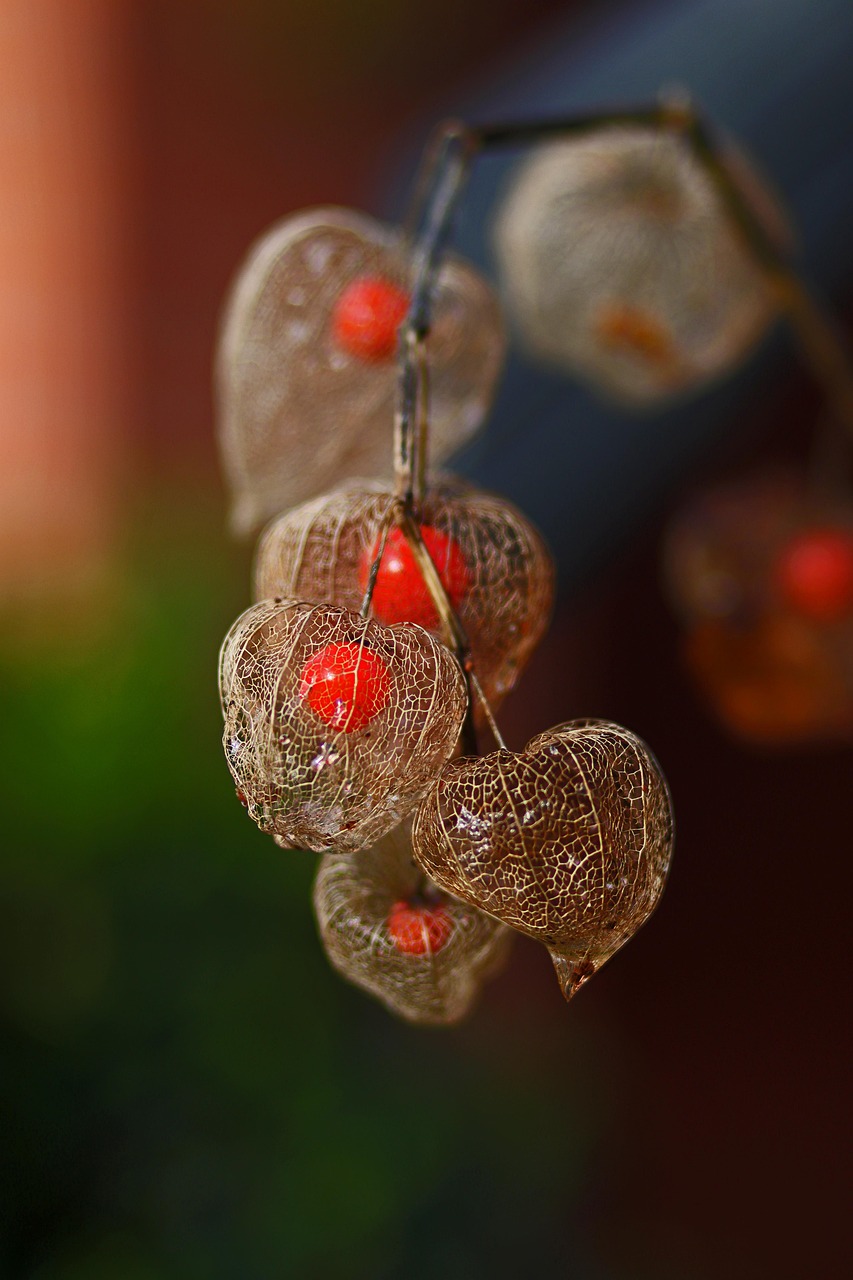 a close up of a bunch of fruit on a branch, a macro photograph, inspired by Chiharu Shiota, flickr, net art, chinese lanterns, silver filigree, warm colors--seed 1242253951, heart