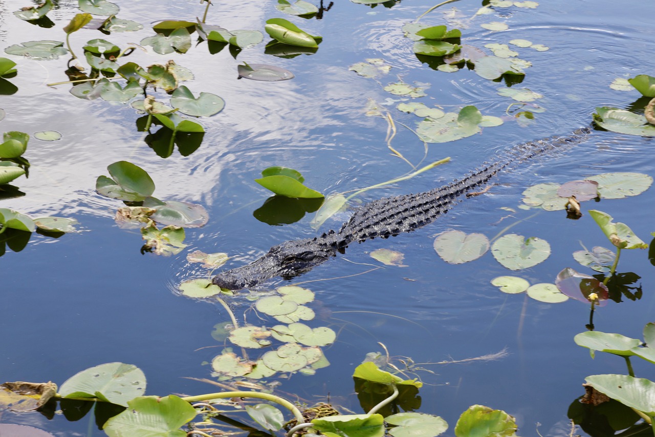 a large alligator floating on top of a body of water, a portrait, by Linda Sutton, shutterstock, vicious snapping alligator plant, photostock, miami, marker”