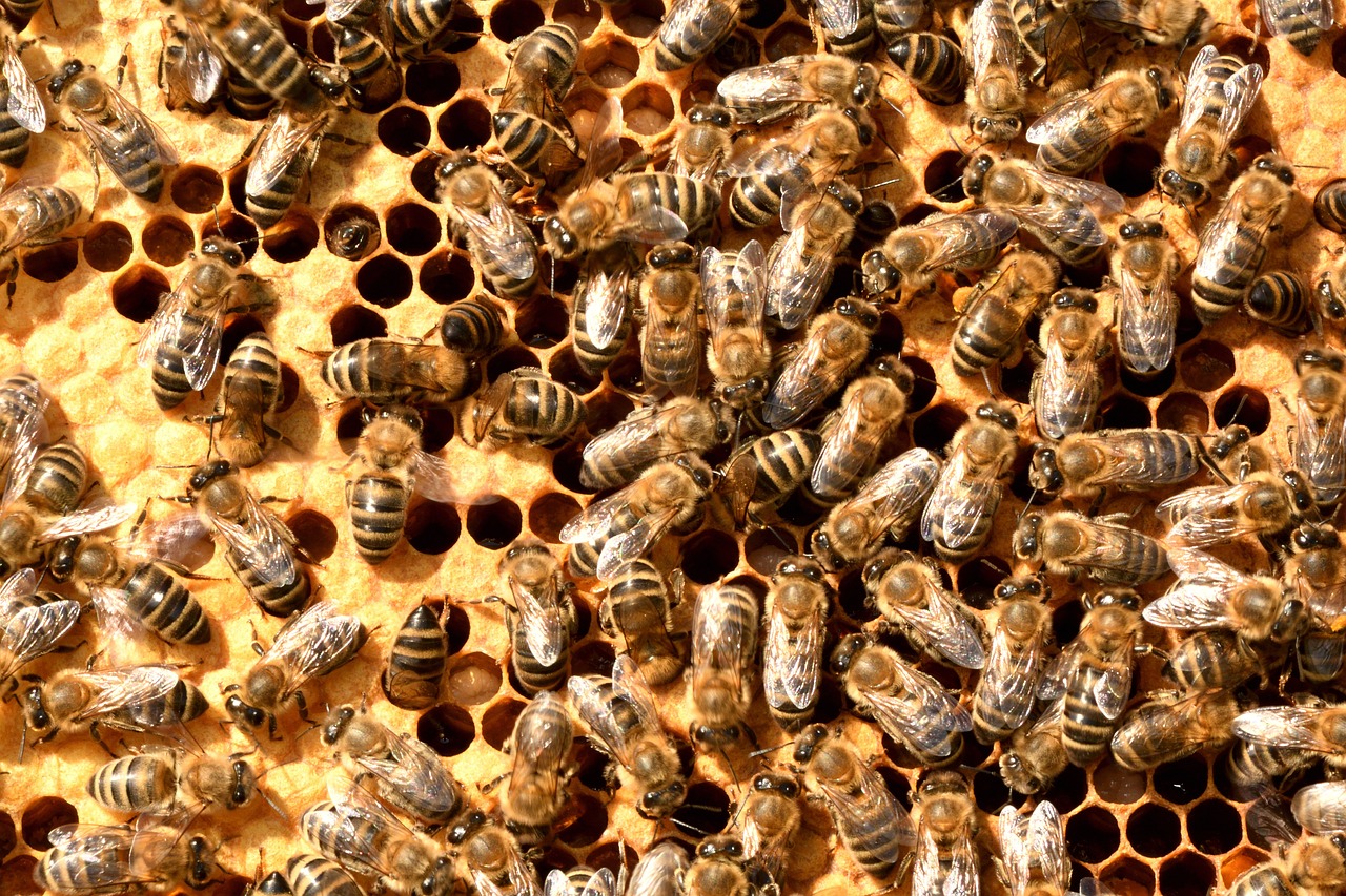 a bunch of bees that are inside of a beehive, a screenshot, pexels, renaissance, top down photo at 45 degrees, 2 0 1 0 photo, 1 6 x 1 6, ultrafine detail ”