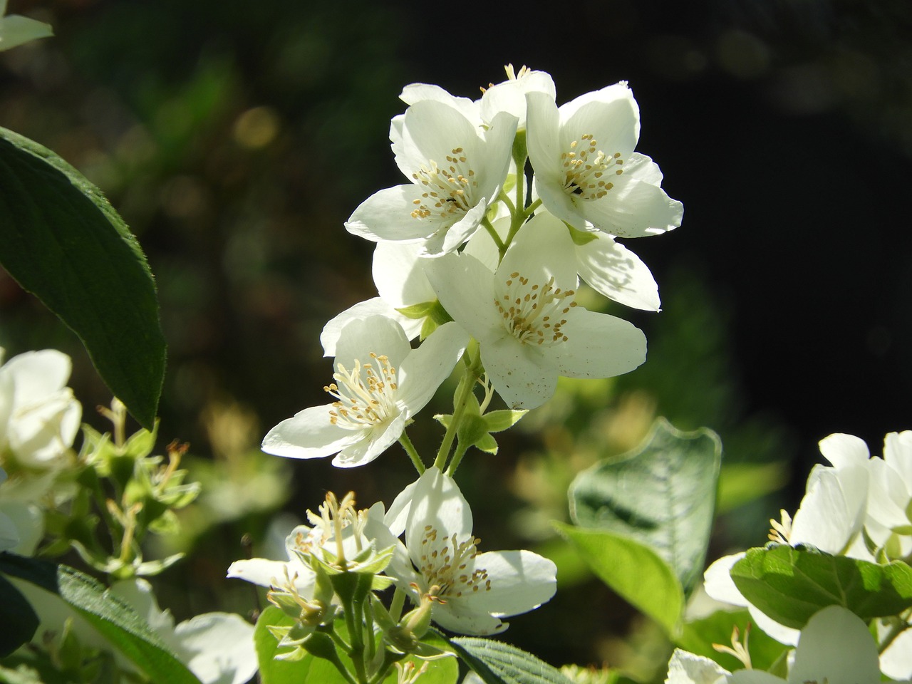 a close up of a bunch of white flowers, a picture, by Edward Corbett, rose-brambles, in the sun, !!natural beauty!!, jasmine