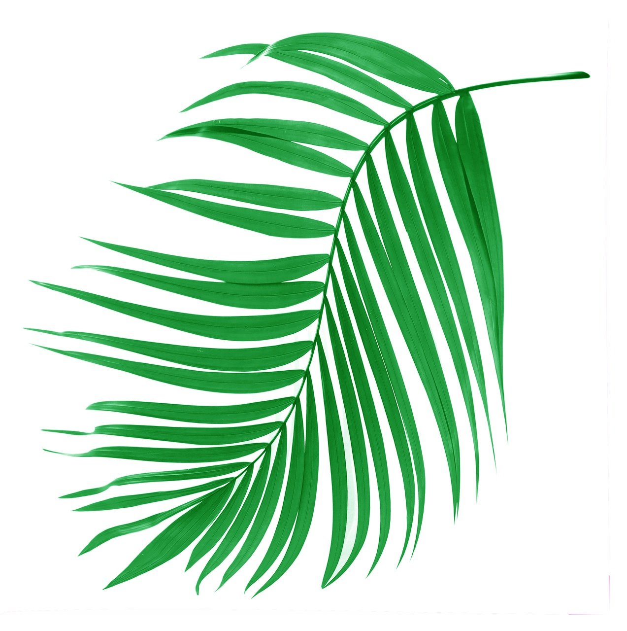 a green palm leaf on a white background, an illustration of, by Eva Gonzalès, shutterstock, - h 1 0 2 4, colored accurately, pvc, air brush illustration