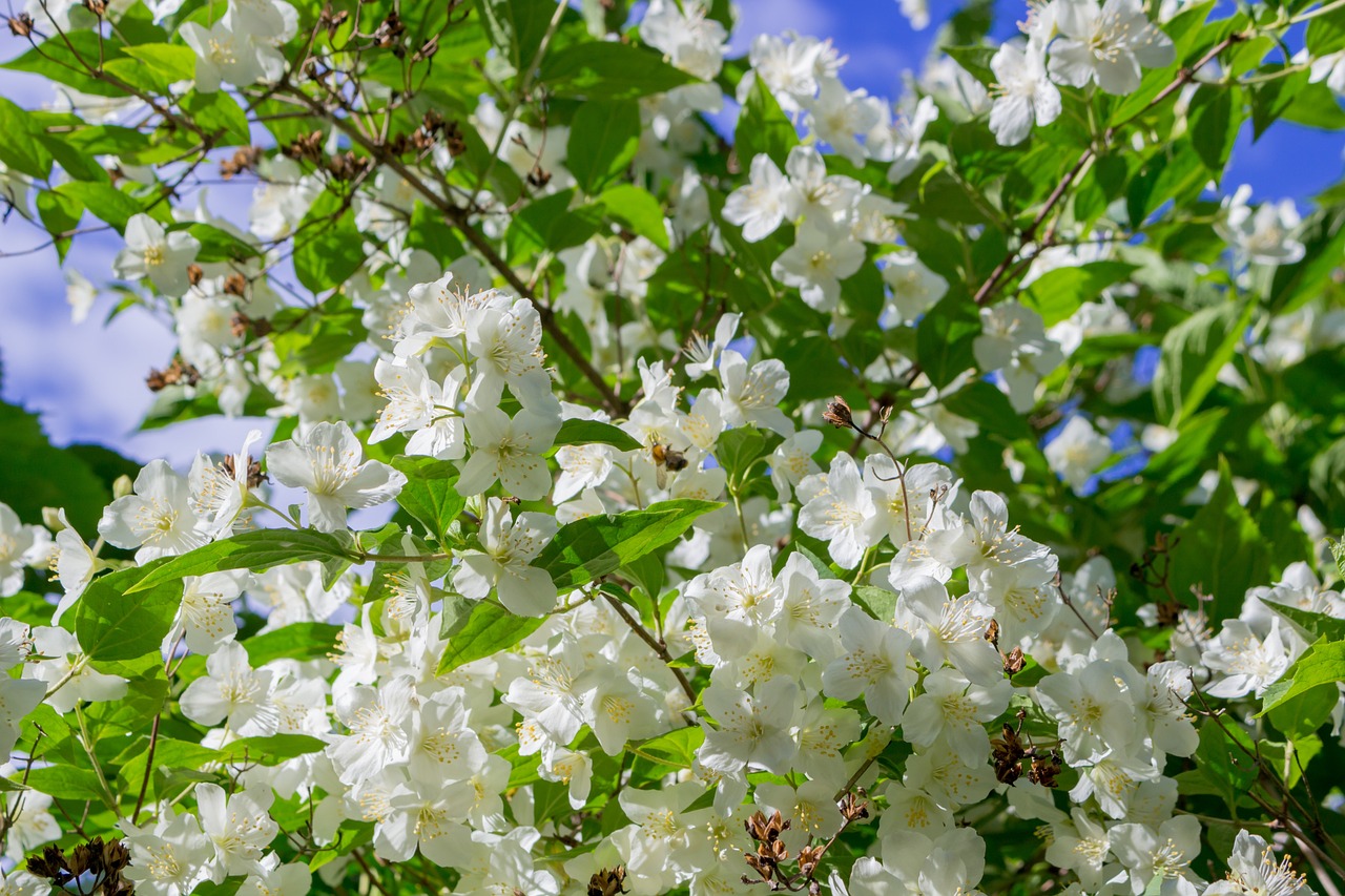 a bunch of white flowers on a tree, a portrait, by Jim Nelson, shutterstock, vibrant foliage, 1 6 x 1 6, sky, apple tree