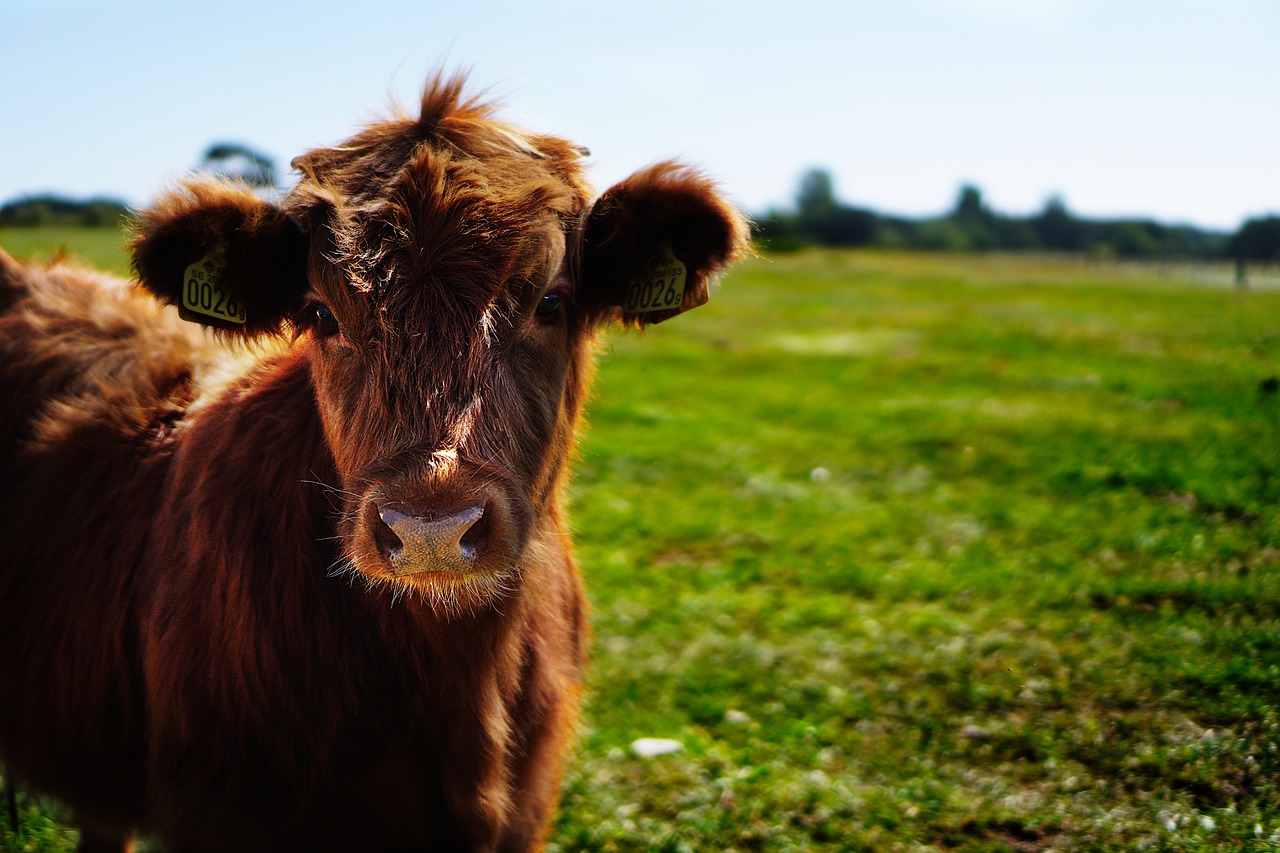 a brown cow standing on top of a lush green field, a picture, unsplash, renaissance, 4k vertical wallpaper, cute pout, 1 4 9 3, brown-red-hair pretty face