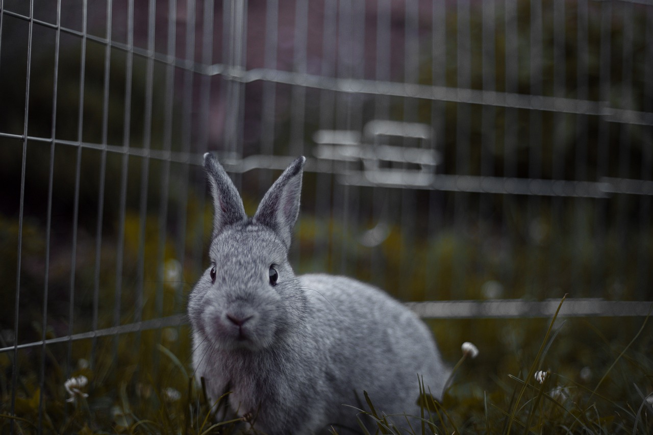 a rabbit that is sitting in the grass, a picture, by Jakob Gauermann, behind bars, underexposed grey, high res photo, 4 k cinematic photo