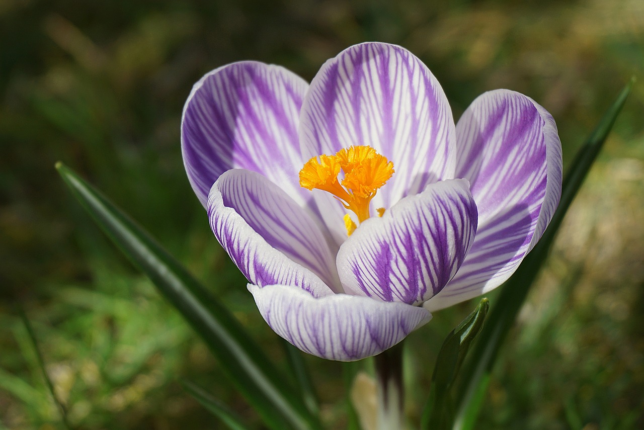 a close up of a purple and white flower, by Jan Rustem, flickr, early spring, purple and yellow, ( ultra realistic, stunning lines