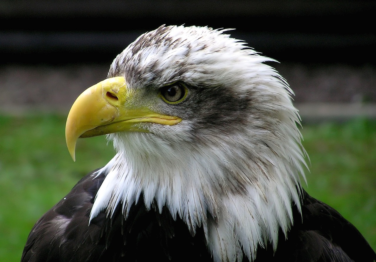 a bald eagle standing on top of a lush green field, by Josef Dande, flickr, close-up of face, with white streak in hair, shot on a 2 0 0 3 camera, taken in zoo