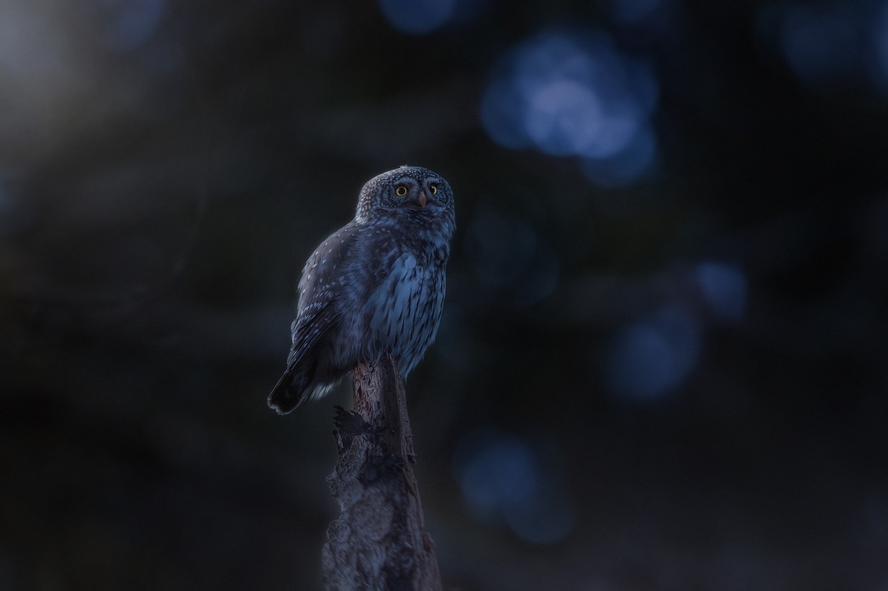 a small owl sitting on top of a tree branch, a portrait, by Jesper Knudsen, quiet forest night scene, anamorphic bokeh, grey, fine detail post processing