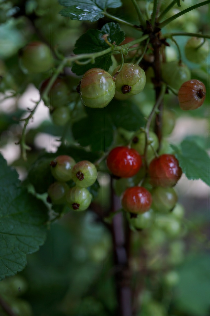 a bunch of green and red berries on a tree, a picture, by Jan Henryk Rosen, unsplash, close up food photography, summer evening, shot with a arriflex 35 ii, 2 years old