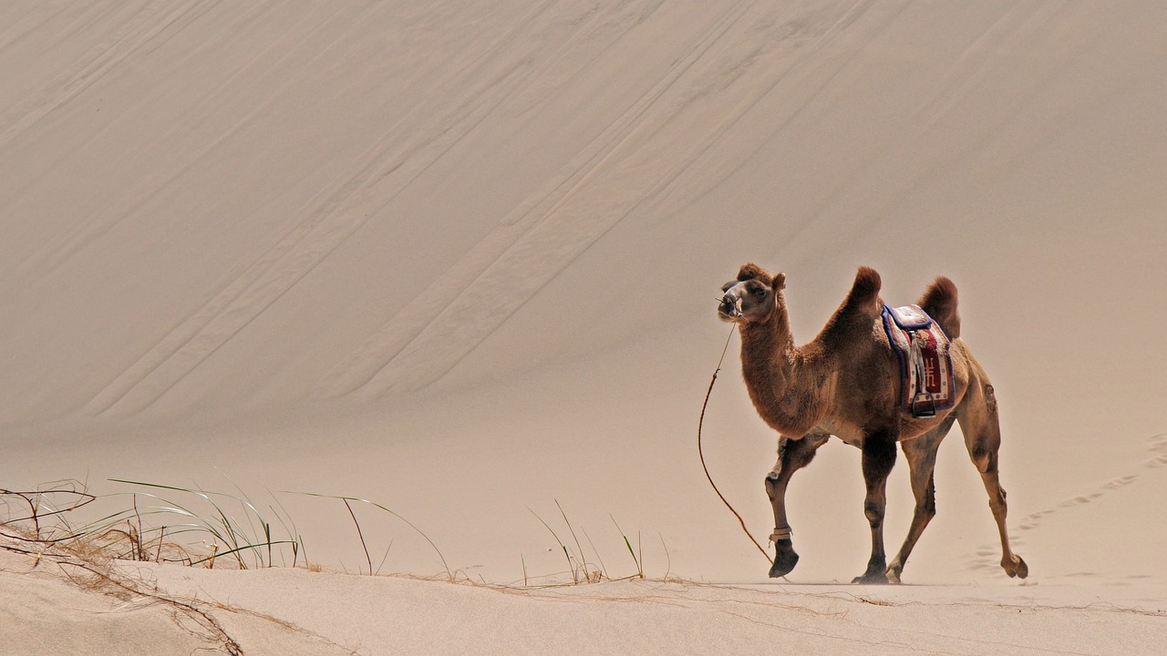 a camel that is walking in the sand, by Matthias Weischer, flickr, from china, with a roof rack, wikimedia commons, on flickr in 2007