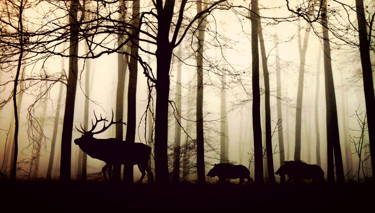 a group of animals that are standing in the woods, a picture, by Adam Szentpétery, tumblr, romanticism, mobile wallpaper, eerie ”, siluette, ( 3 1