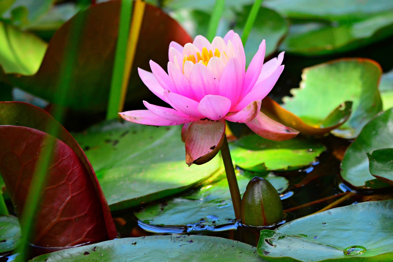 a pink flower floating among green leaves on water