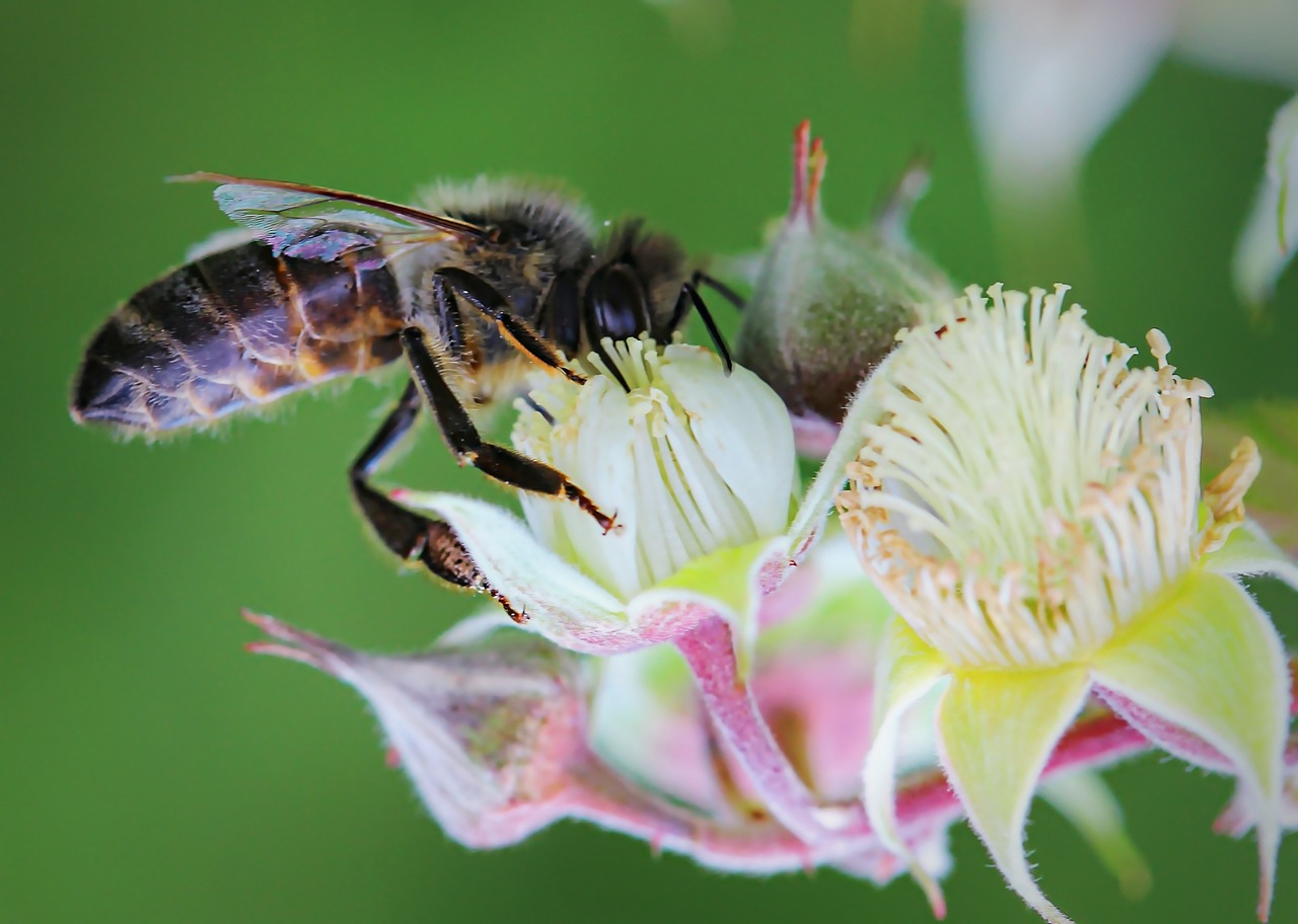 a close up of a bee on a flower, a macro photograph, by Robert Brackman, shutterstock, figuration libre, honeysuckle, close up to a skinny, fine illustration, wide shot photo