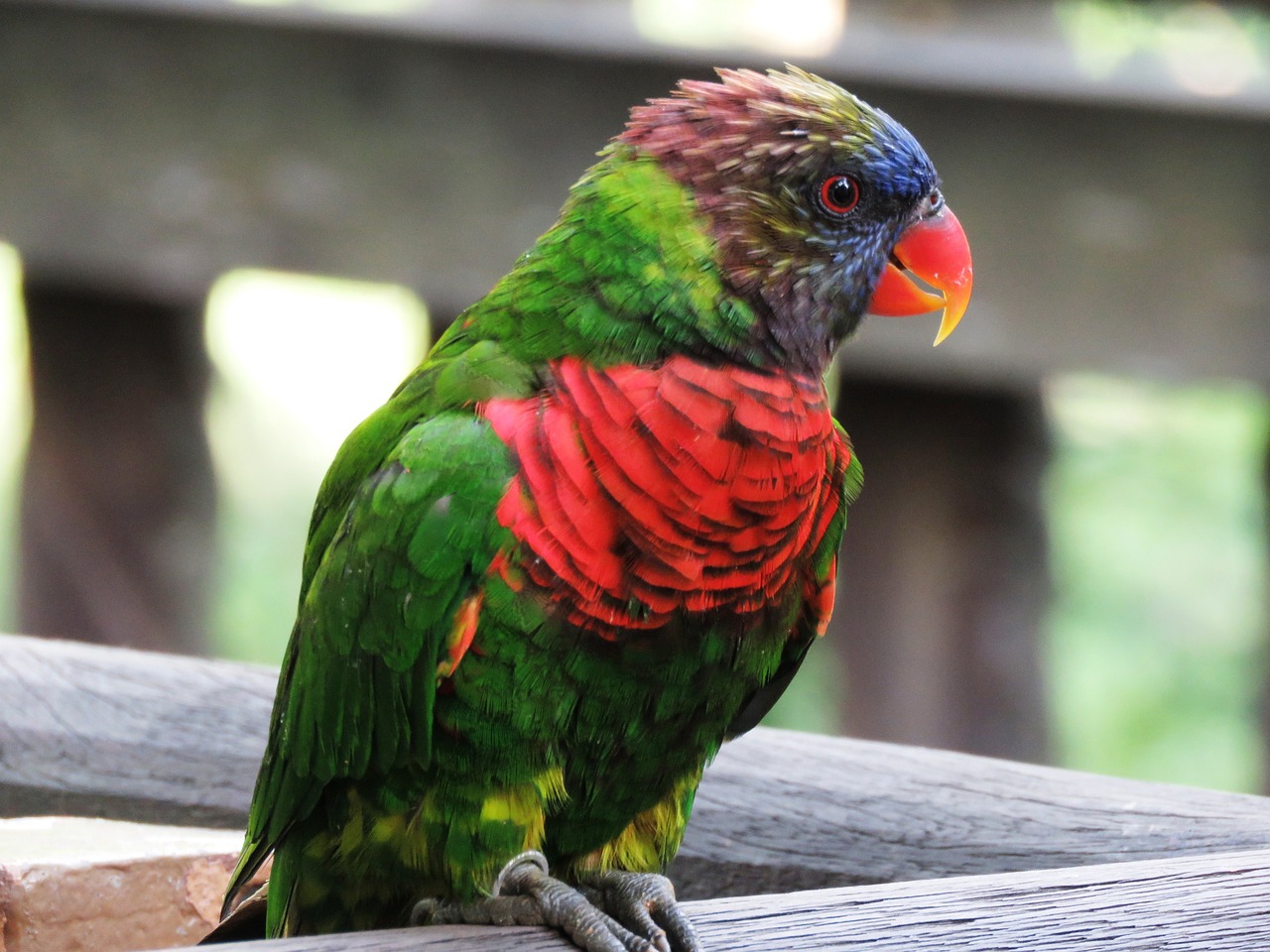 a colorful bird sitting on top of a wooden bench, a portrait, green bright red, australian, extremely sharply detailed, rounded beak