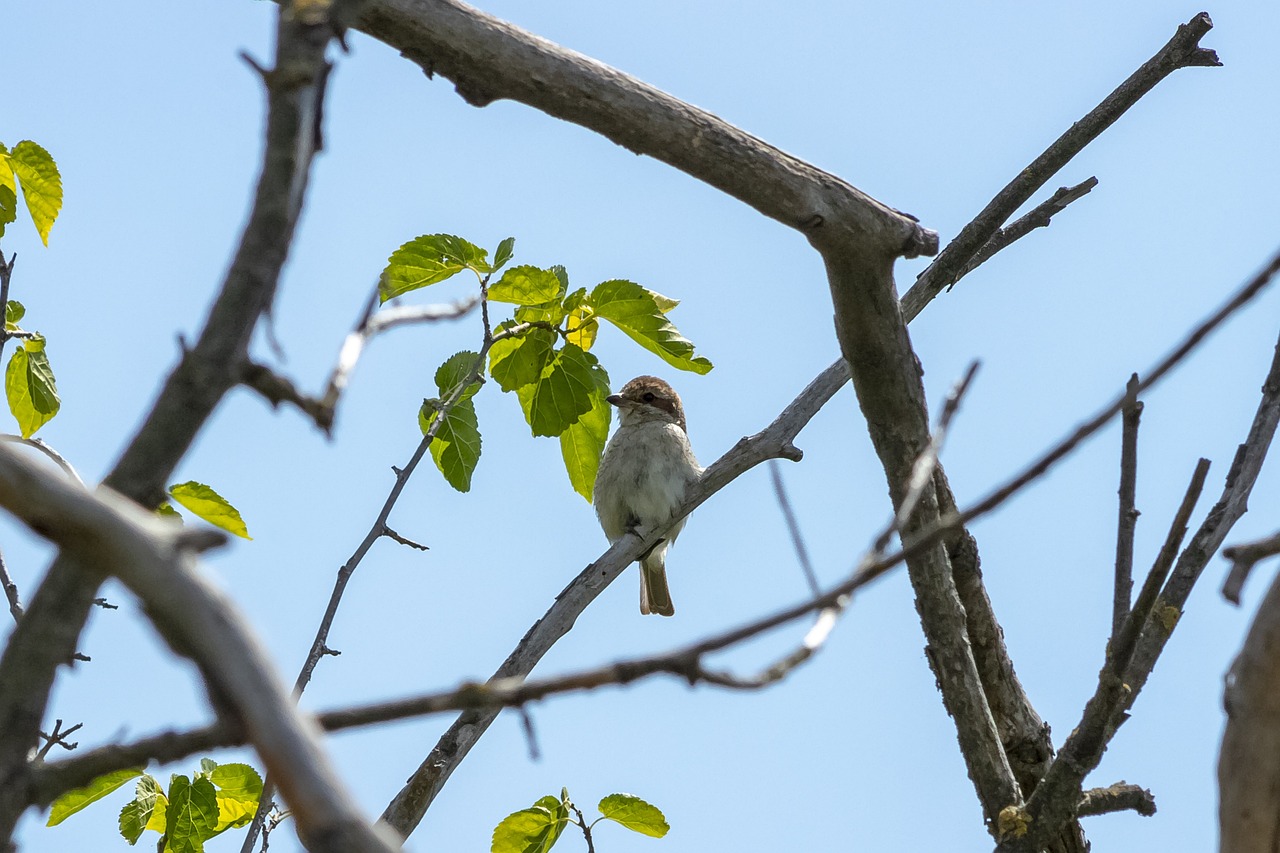 a small bird sitting on top of a tree branch, by Robert Brackman, flickr, mingei, summer day, iso 1 0 0 wide view, illinois, the shrike