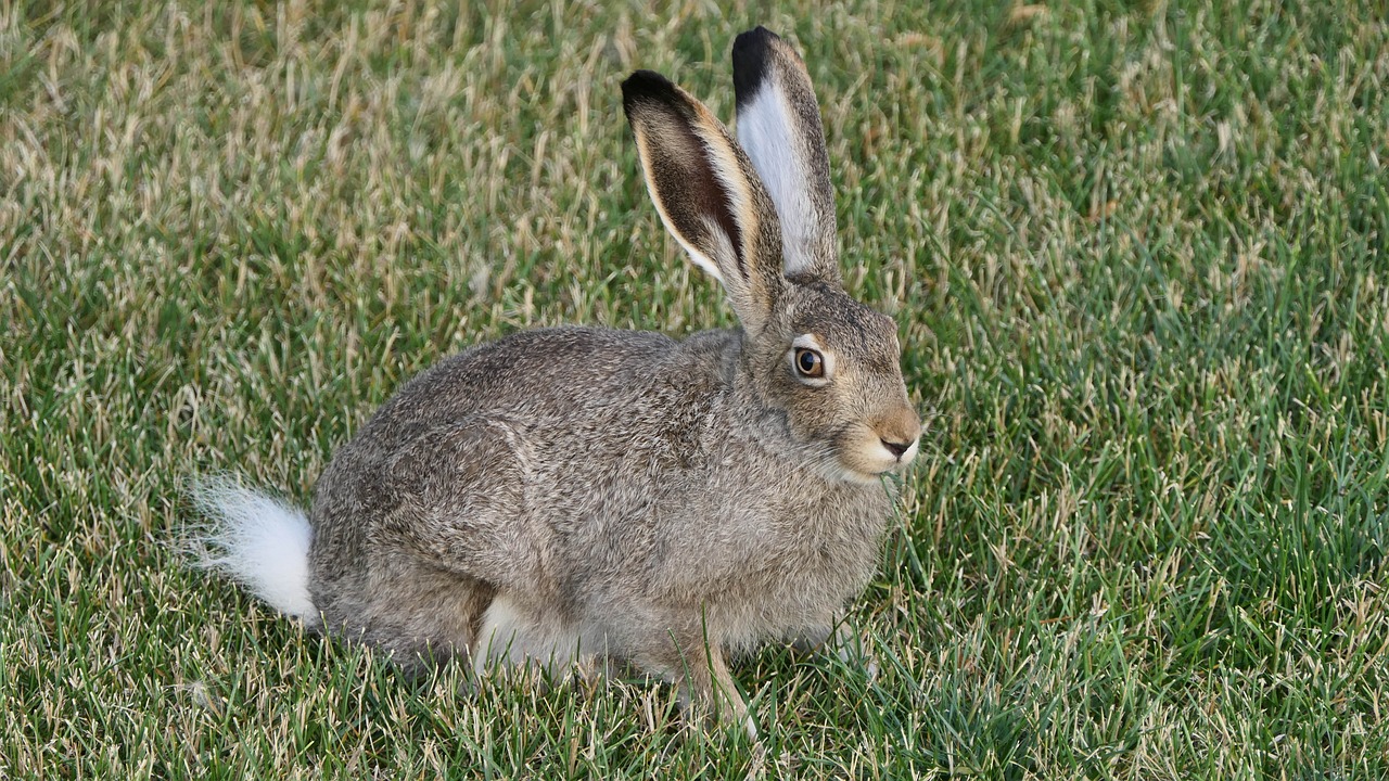 a rabbit that is sitting in the grass, a portrait, by Robert Brackman, flickr, long coyote like ears, gray mottled skin, 30 year old man, very sharp!!!