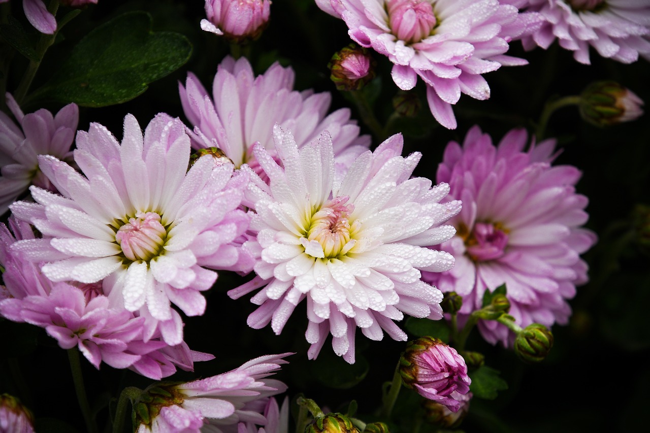 a close up of a bunch of purple flowers, a picture, by Jan Rustem, chrysanthemum eos-1d, light pink mist, white flowers, drops