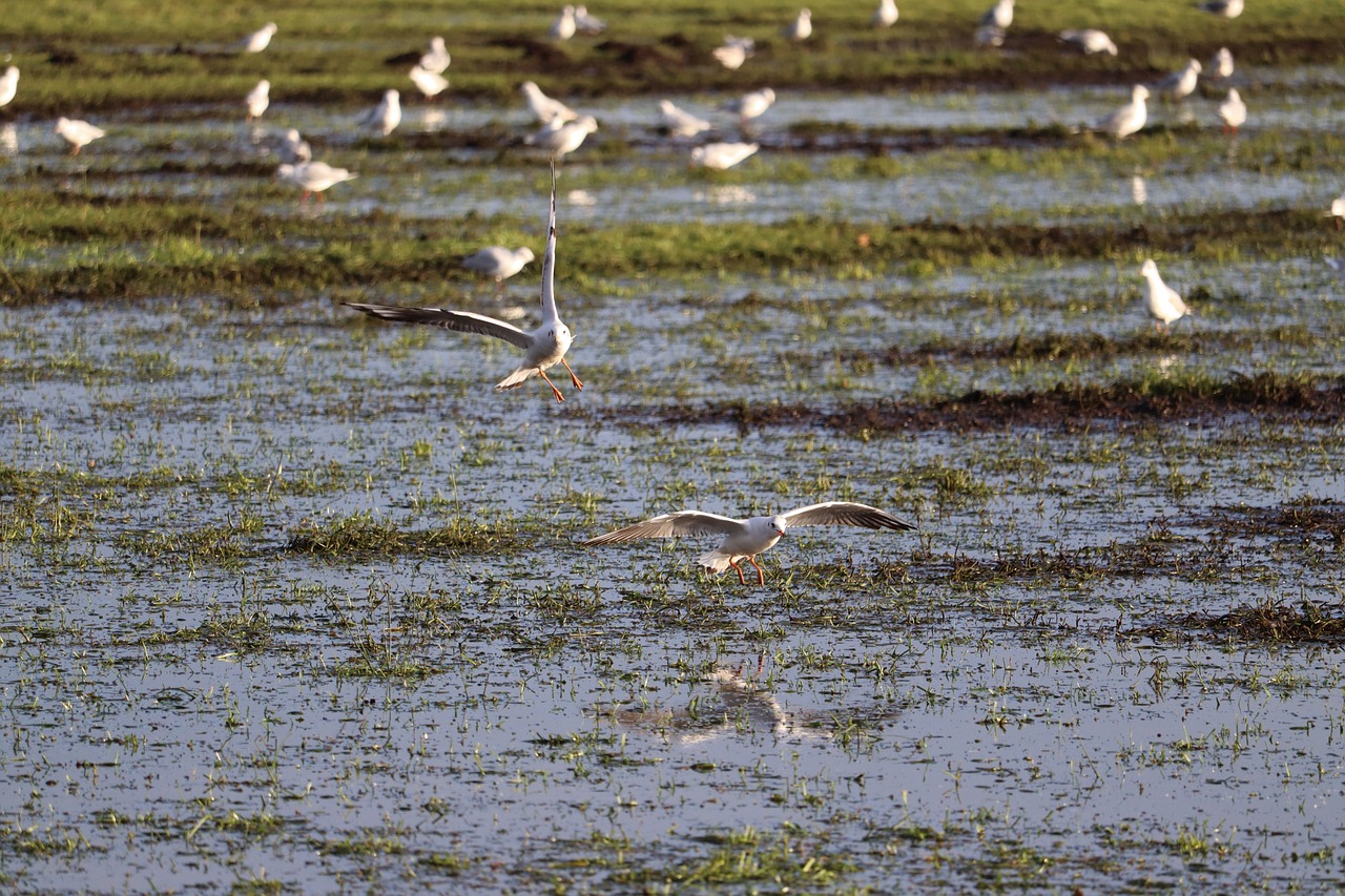 a flock of birds standing on top of a lush green field, a picture, arabesque, water reflection on the floor, flying mud, golden hour”, seagull