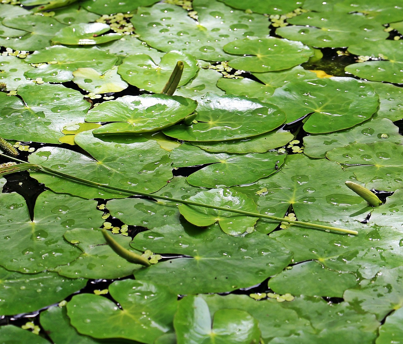 a bunch of green leaves floating on top of a body of water, by Harold von Schmidt, flickr, hurufiyya, nymphaea, lots of raindrops, green floor, wild foliage