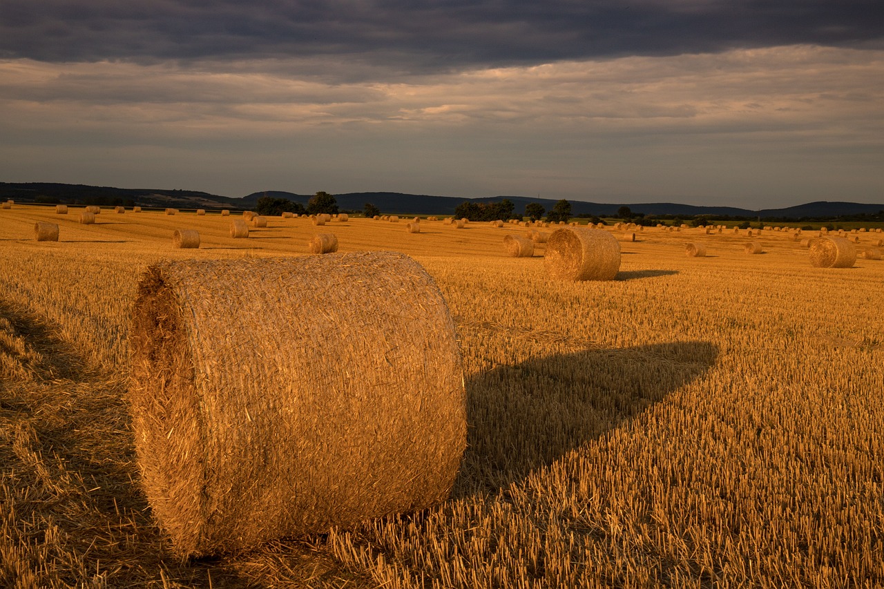 a field full of hay bales under a cloudy sky, a picture, by Hans Schwarz, shutterstock, backlit golden hour, in a dark, 2 4 mm iso 8 0 0, istock