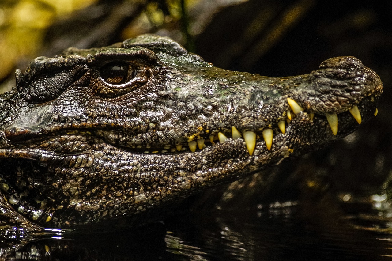 a close up of a crocodile's head in water, a picture, by Adam Marczyński, pexels contest winner, sumatraism, high detail 4 k, wallpaper - 1 0 2 4, mixed art, looking to the right