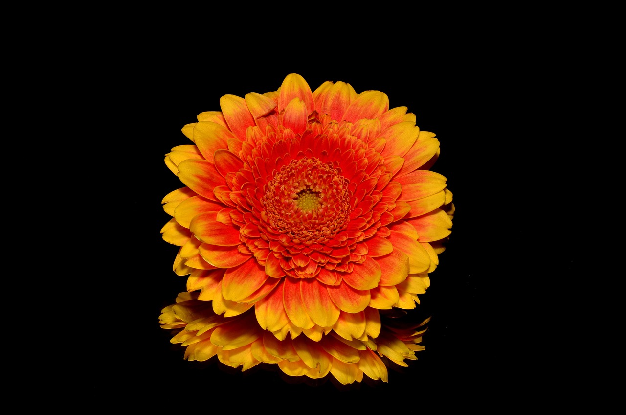 a close up of a flower on a black background, a portrait, high detail product photo, vibrant orange background, detailed reflection, highly detailed product photo