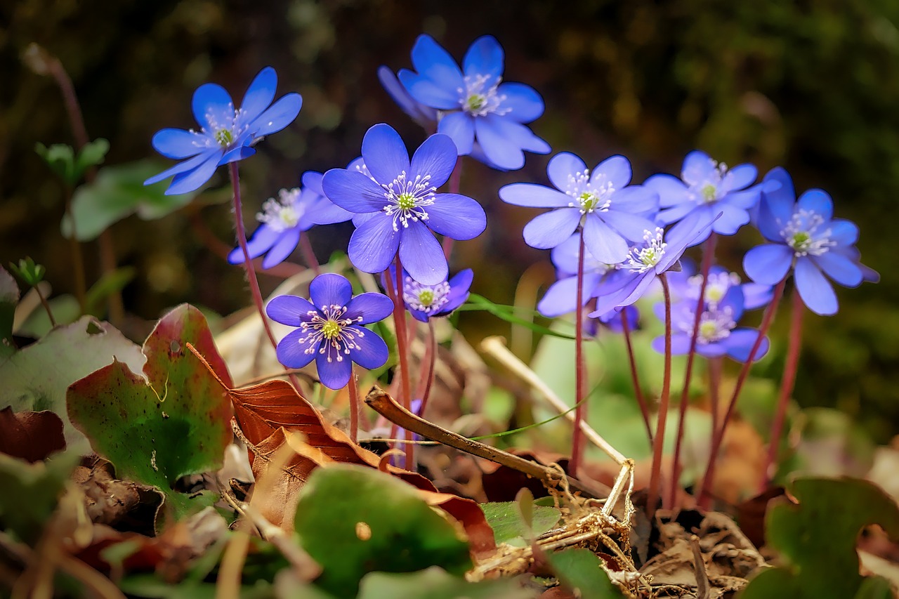 a group of blue flowers growing out of the ground, a macro photograph, by Jacob Kainen, shutterstock, fine art, in a woodland glade, with beautiful colors, crawling along a bed of moss, innocent look. rich vivid colors