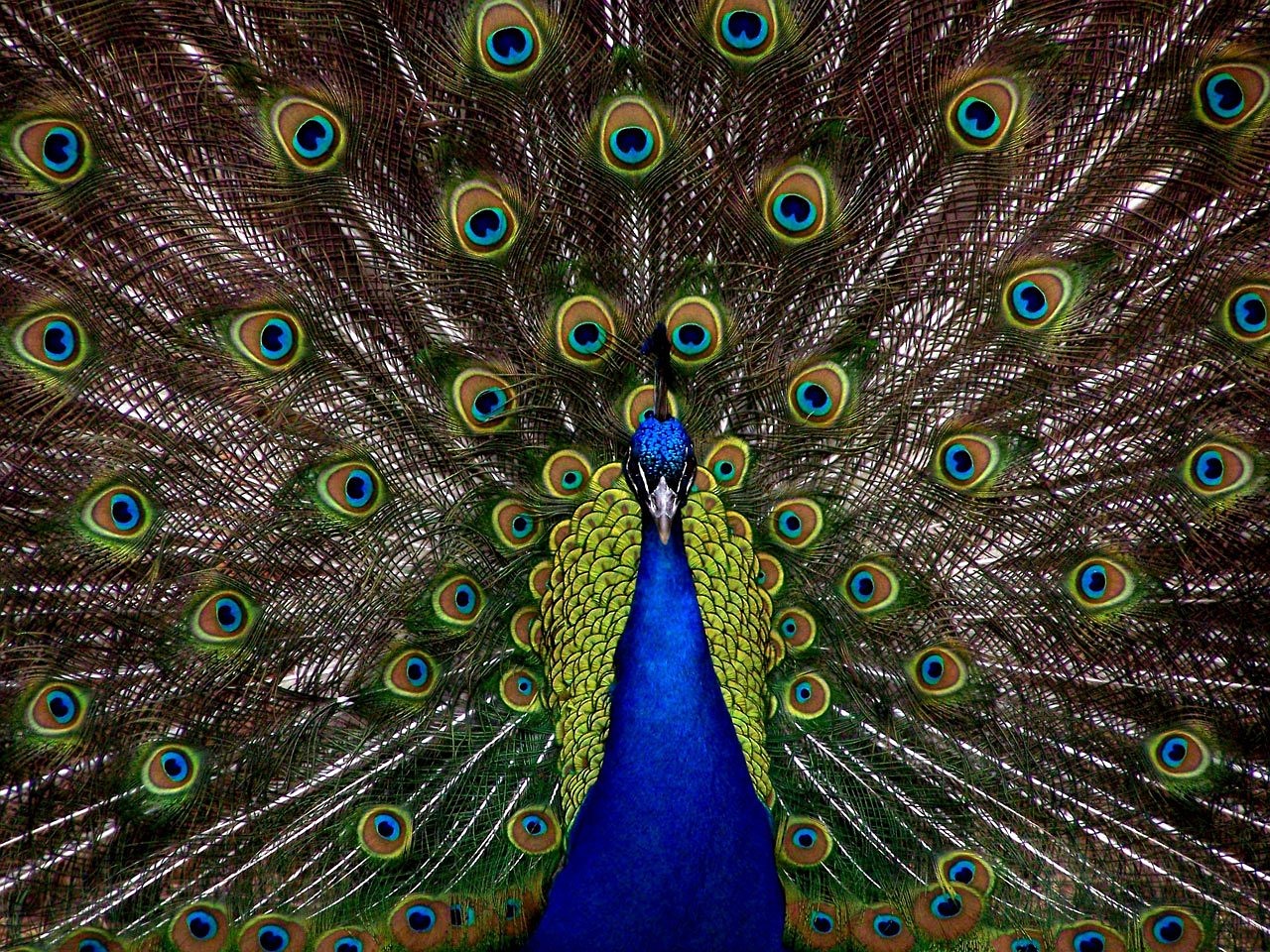 a peacock with it's feathers spread out, a portrait, by Jan Rustem, full of colour 8-w 1024, rich blue color, perfectly symmetrical, vivid and vibrant colors