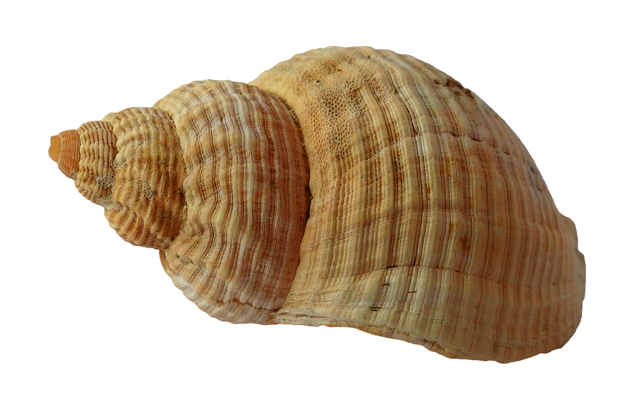 a close up of a shell on a black background, an illustration of, hurufiyya, profile view perspective, actual photo, o'neill cylinder colony, computer generated