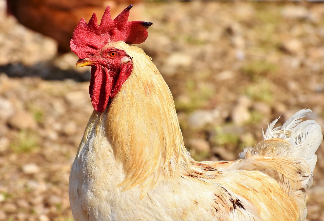 a close up of a rooster in a field, shutterstock, albino skin, document photo, stock photo, in the sun