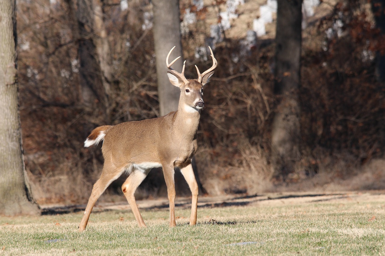 a deer that is standing in the grass, by Tom Carapic, february), 30 year old man, full res, illinois