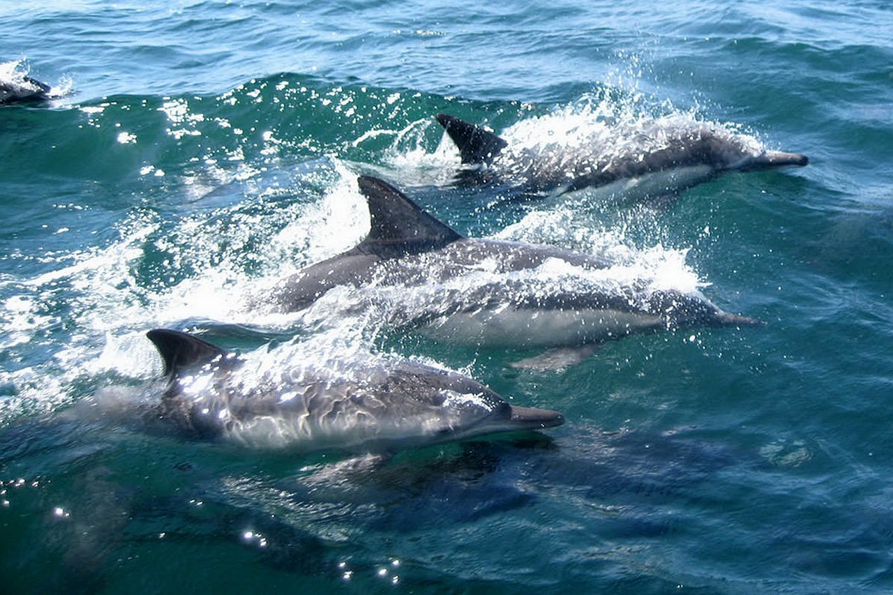 a group of dolphins swimming in the ocean, a photo, by Nancy Spero, soaking wet, from wikipedia, crisp details, san francisco