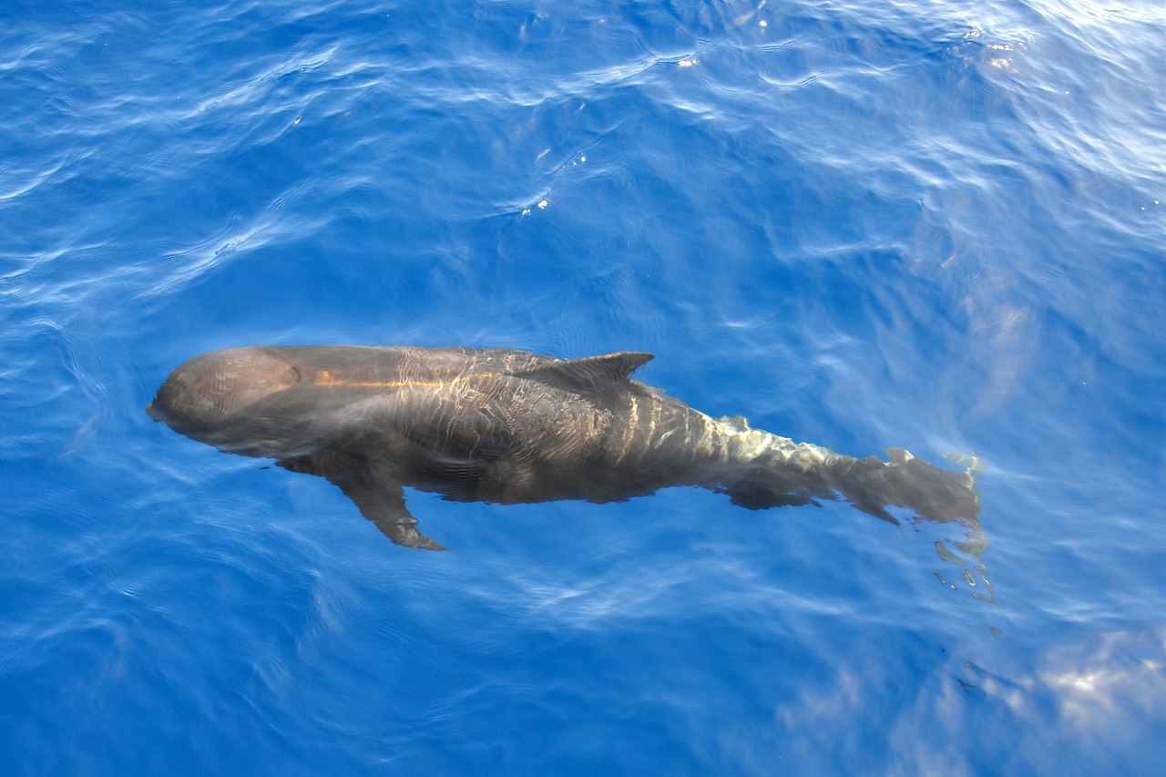 a close up of a shark in the water, flickr, azores, picard on a starboard, panorama, whale carcass