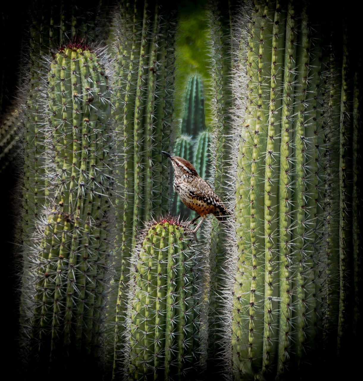 a bird sitting on top of a cactus plant, by Dave Melvin, precisionism, patterns and textures, hi resolution, bird view, spines and towers