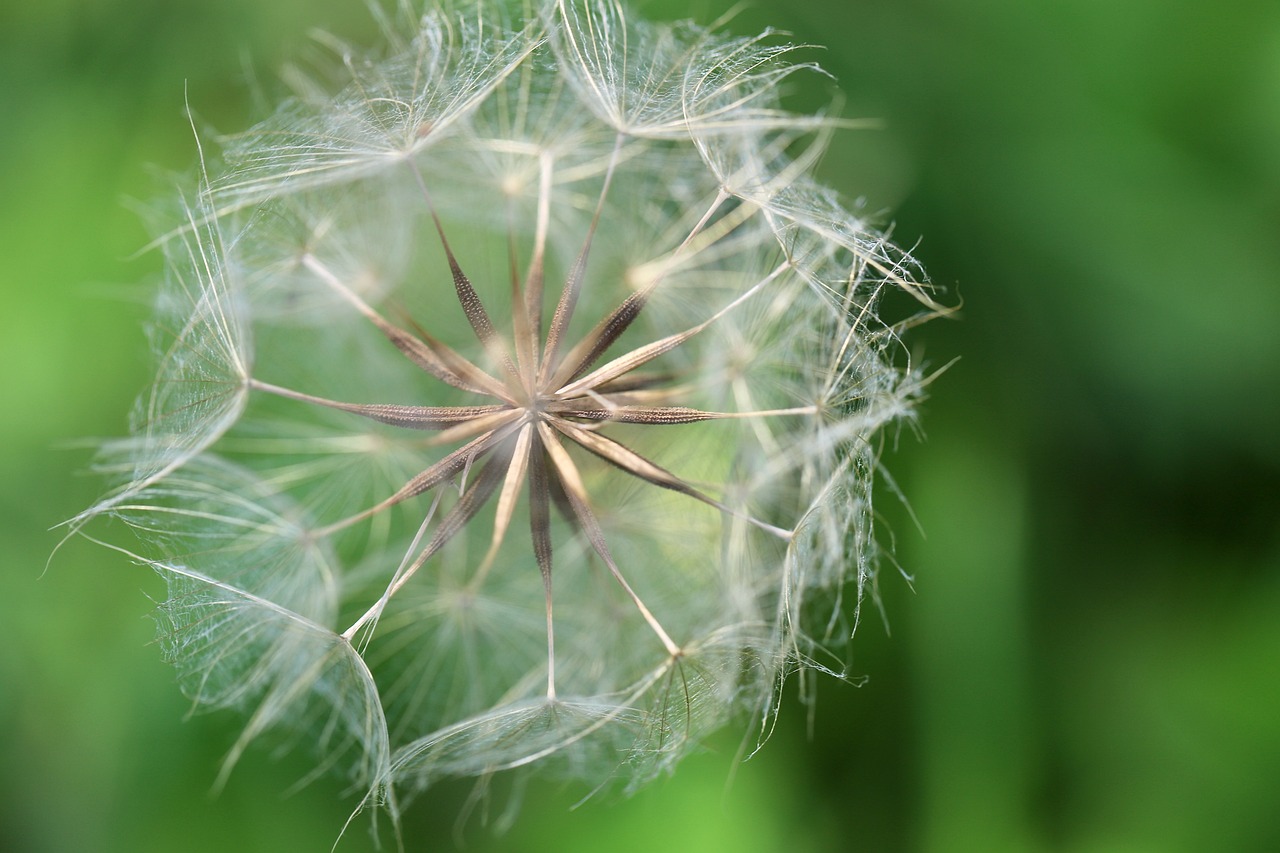 a close up of a dandelion with a blurry background, a macro photograph, dreamcatcher, high details photo