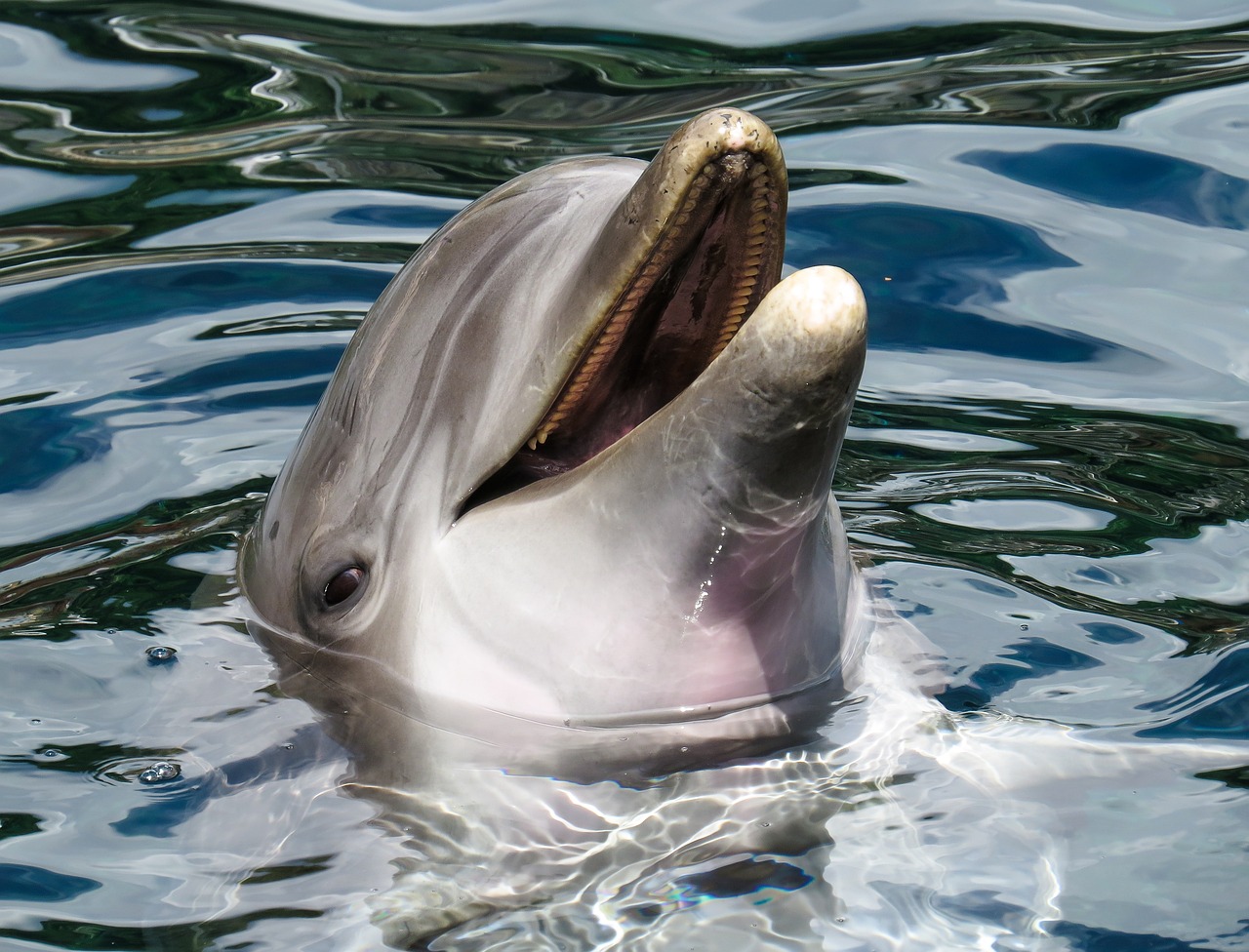 a close up of a dolphin in a body of water, a portrait, shutterstock, hurufiyya, waving and smiling, closeup photo, flash photo, tourist photo