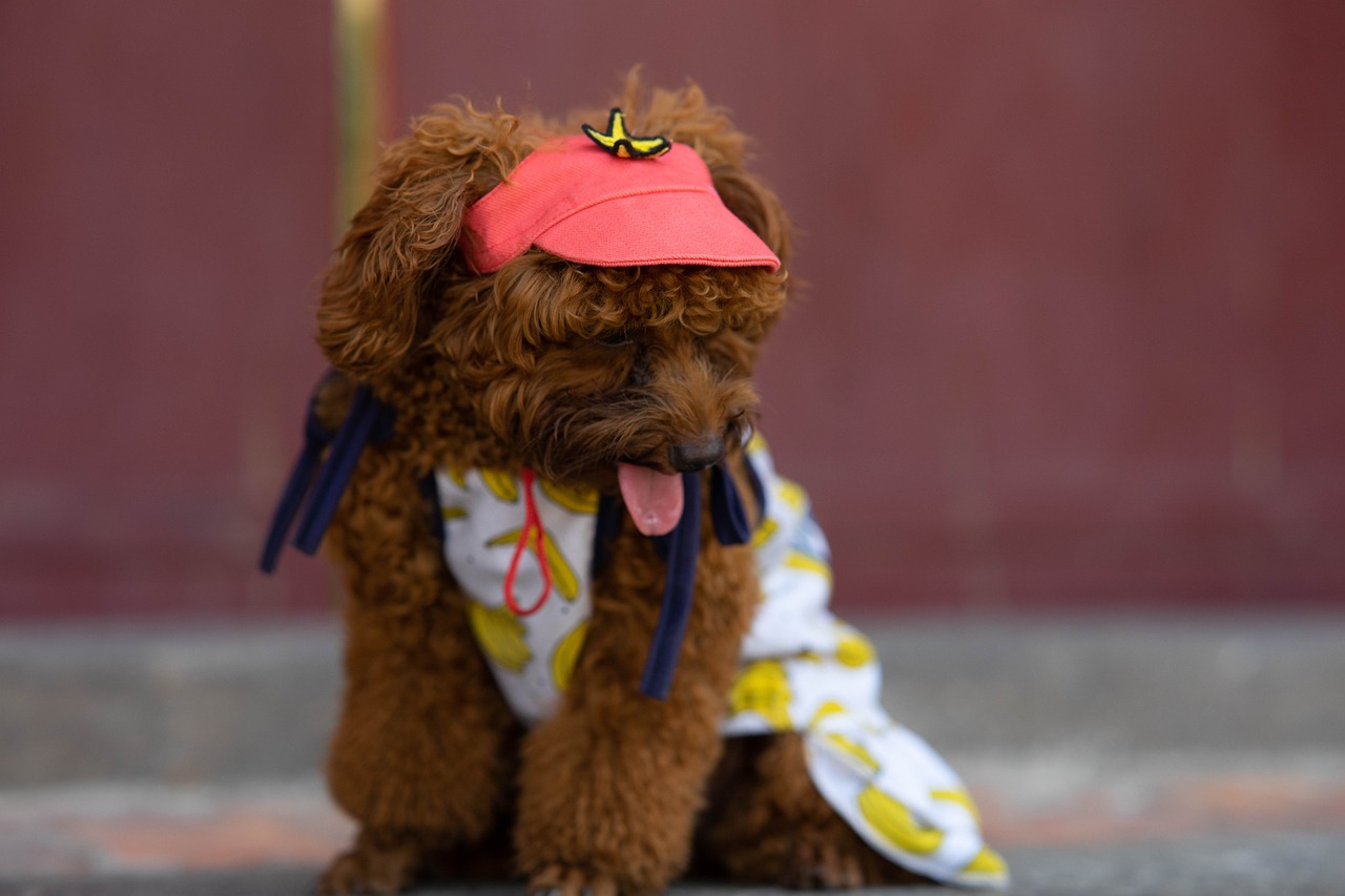 a brown dog wearing a red hat and scarf, pexels, banana hat, summer princess, ji-min, photograph credit: ap