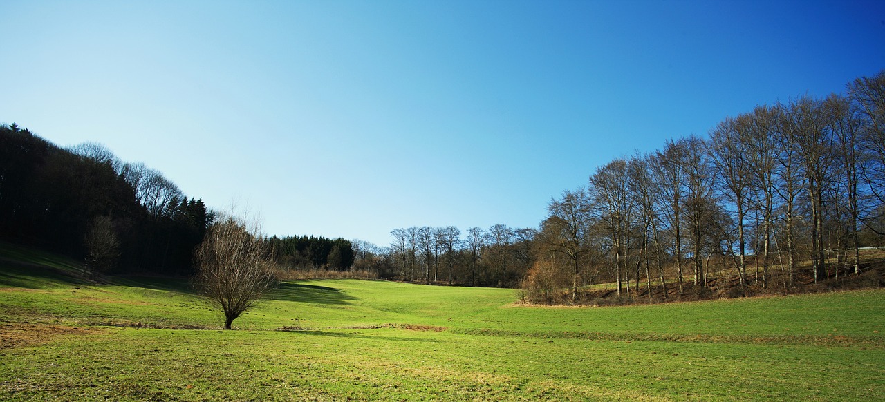 a field with a lone tree in the middle of it, a picture, by Thomas Häfner, hurufiyya, sunny day in a park, cleared forest, golf course, early spring