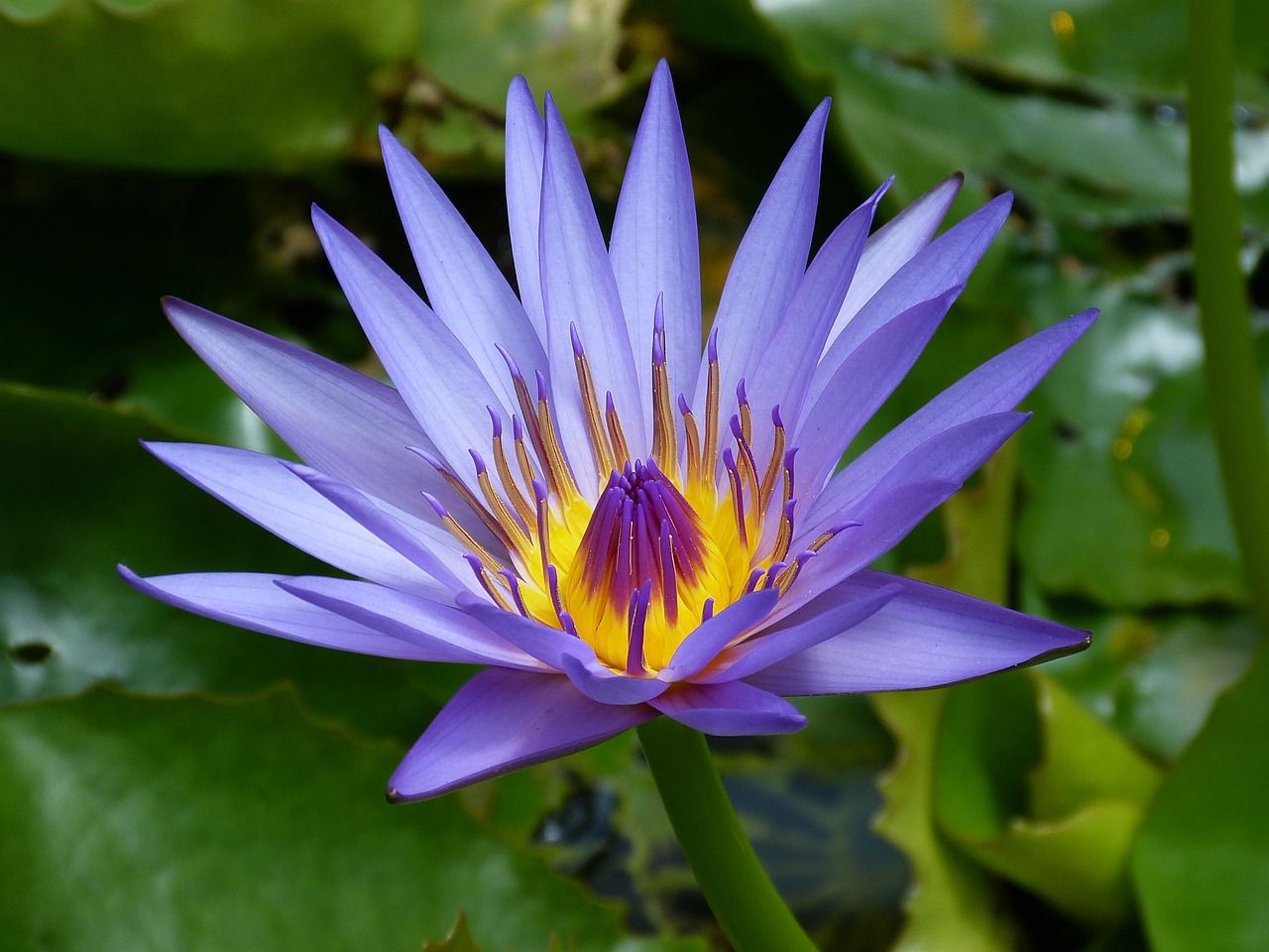 a purple flower with a yellow center surrounded by green leaves, hurufiyya, nymphaea, beautiful flower, blue flame, medium wide front shot