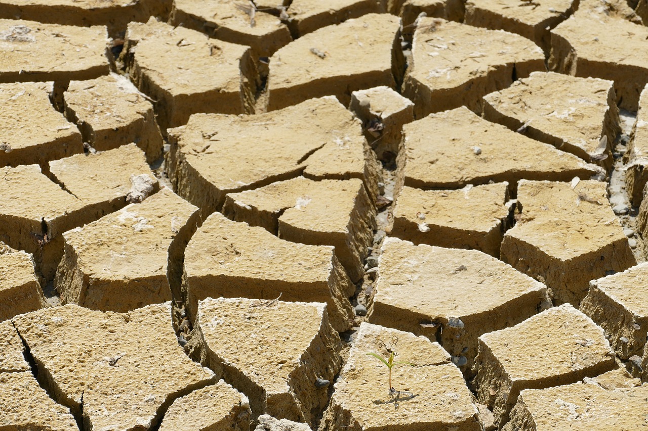 a crack in the ground with a plant growing out of it, by Thomas Häfner, cracked dry lake bed, high quality image”