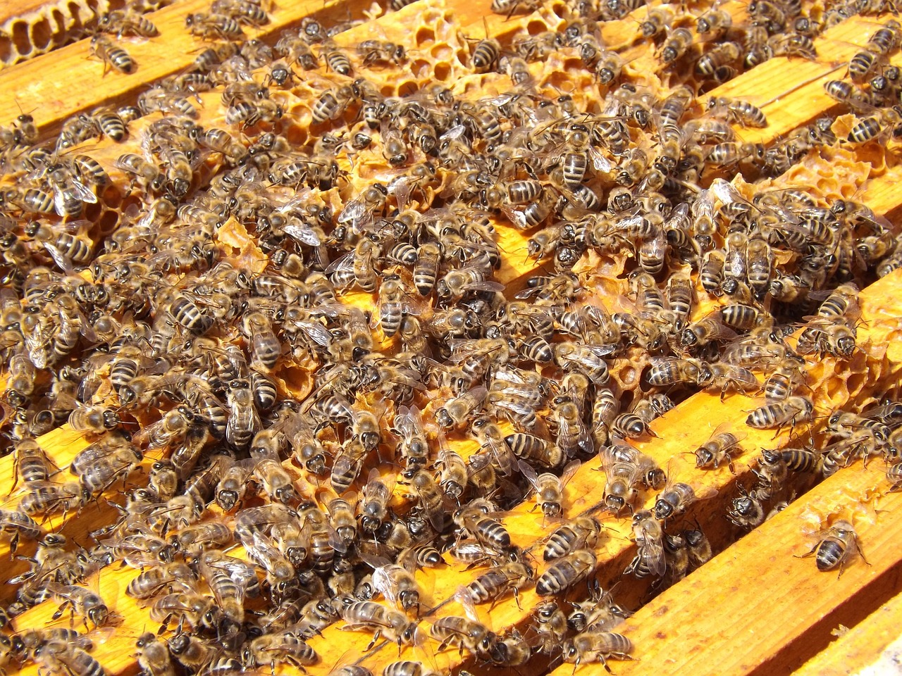 a beehive filled with lots of bees, happening, in a wooden box. top down photo, warm sunshine, 2 0 1 0 photo, close up photo