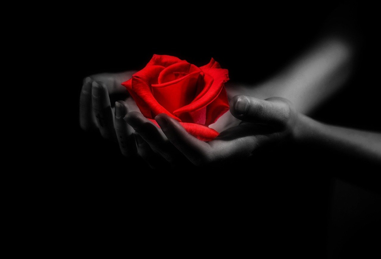 a person holding a red rose in their hands, by Svetlin Velinov, black!!!!! background, black and white and red colors, glowing red, empty hands