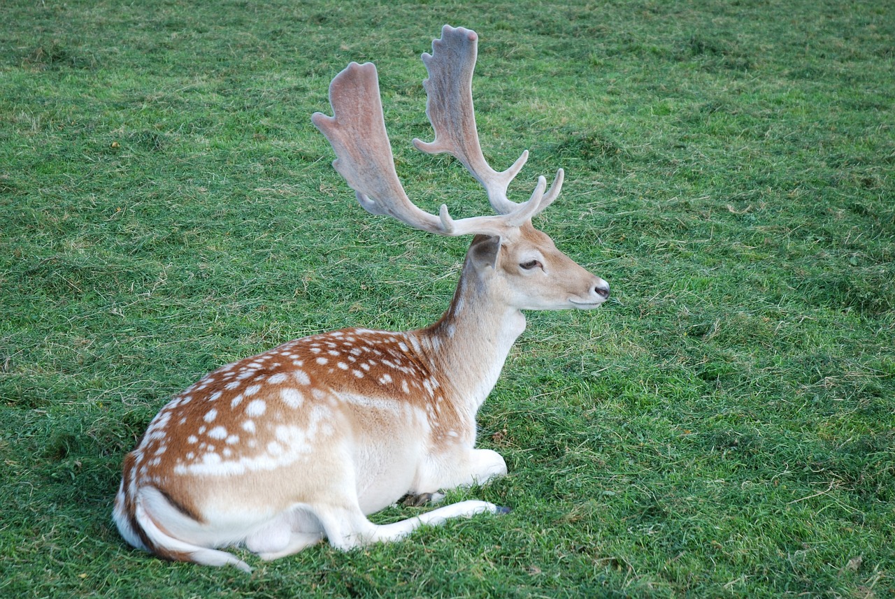 a deer that is laying down in the grass, baroque, royal photo