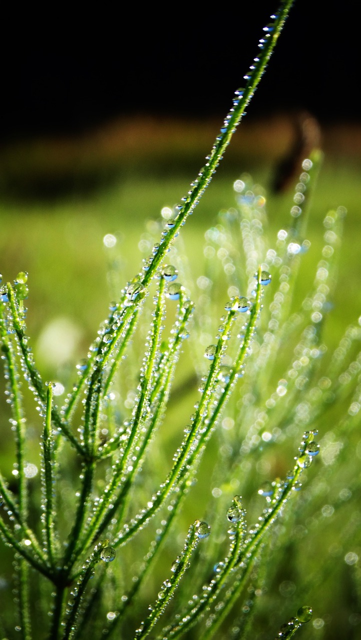 a close up of a plant with water droplets on it, by Jan Rustem, natural grassy background, strings of pearls, light green mist, avatar image